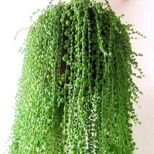 �������ֲ����m�������˜I�������҃��̨���Է�ݗ������՚�