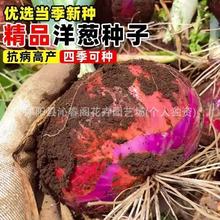 水果洋葱种子红皮洋葱种籽可以生吃的水果洋葱特大高产秋季种子籽
