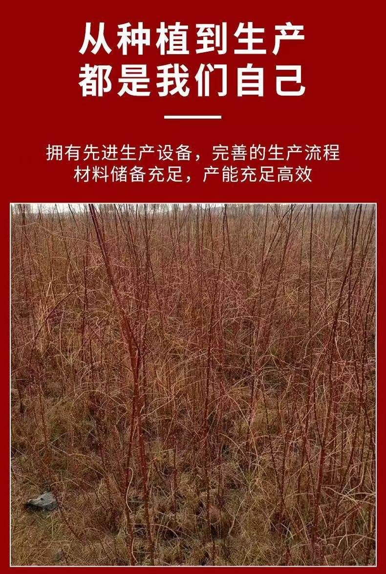 加粗红柳枝签子红柳枝条烧烤新疆红柳签子羊肉串烤肉商用羊肉签子-阿里巴巴
