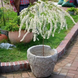 ѩ��ֲ�ѩ�������Ի��ܾGֲ����÷������ͥԺѩ�������ͺ��̨