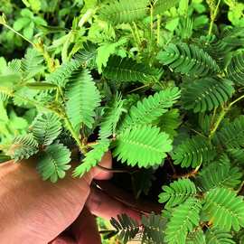 含羞草种子室内盆栽四季种易活害羞草观花卉植物盆栽花种子籽开花