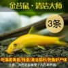 6-8cm