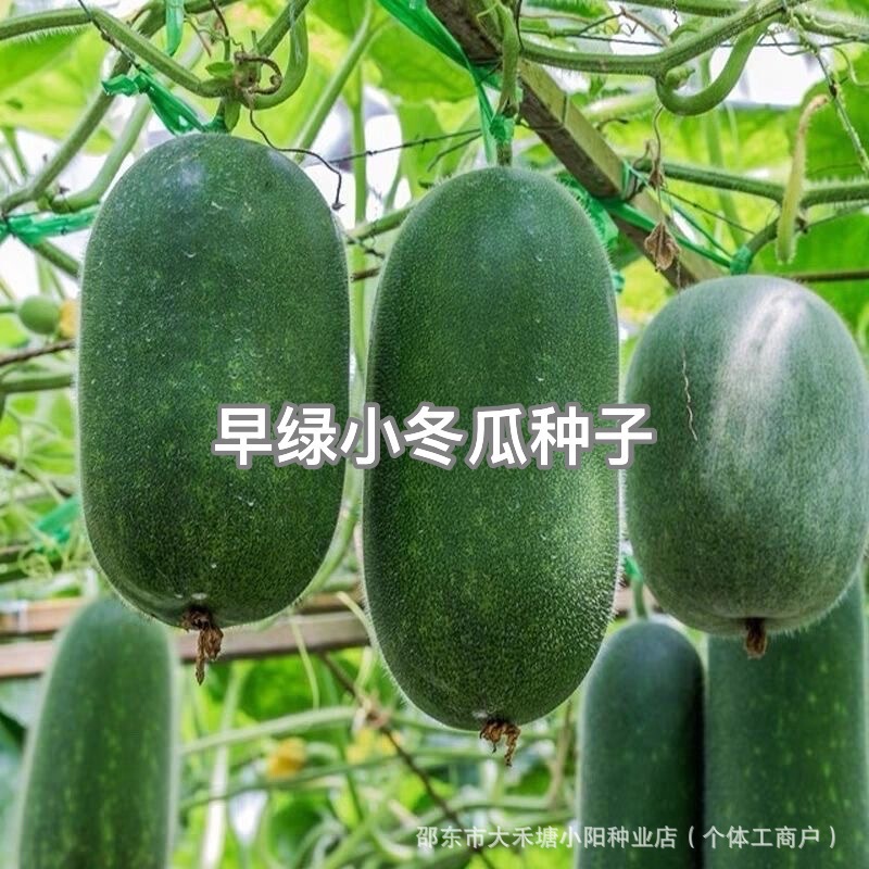 Early Green Small Winter Melon Seeds, Heat-Resistant Mini Winter Melon Fruit, Winter Melon, Early-Maturing and High-Yielding Vegetable Seeds for All Seasons Early Green Small Winter Melon Seeds, Heat-Resistant Mini Winter Melon Fruit, Winter Melon, Early-Maturing and High-Yielding Vegetable Seeds for All Seasons