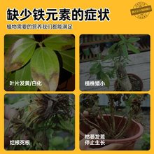 硫酸亚铁花肥料水溶铁肥盆栽酸性植物茉莉花栀子花专用螯合铁化肥