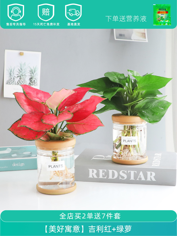 [아름다운 의미] 지리적 빨강 + 포토스