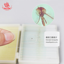 ���x�˱����ÿ����bƬ���̌W��Ƭ�˱��Y�������������x����Ӽ��