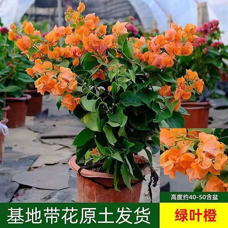 详情图