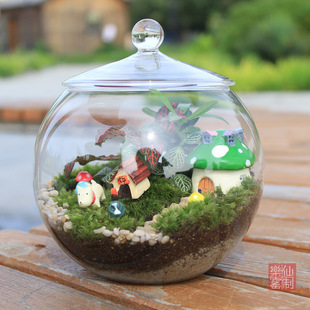 Moss Plant Micro-Landscape Ecological Bottle Bonsai Indoor Desktop Interesting Micro-Landscape Creative DIY Green Plant Ornaments