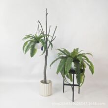 ����ާGֲ��ʿ�Dާ�~�Ҿ��b��沨ʿ�D�젝���@�Gֲ�[��