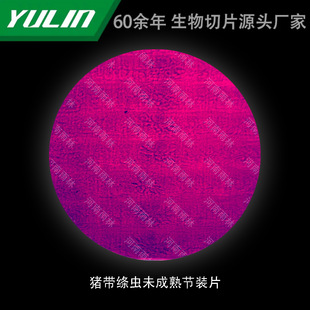 Pork with Locusts, Non-maturing Joints, University, Medical, School, Tissue Disease, Marble Wax Slides, Specimen Microscope
