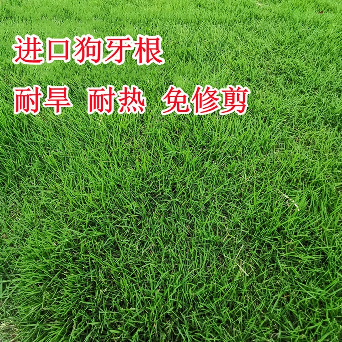 Bermudagrass семена карликовые Бермудские чистые импортные семена газонов вытаптывается устойчивостью, скашивания-бесплатно, защита склонов и почва-фиксации семена травы