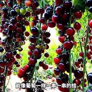 ���ڷ��ѷN�ӡ������t���NС�����͟��ͺ��̨���Բ��N�߷N����