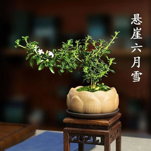 Golden-Edged June Snow Cliff Small Potted Plant with Elevated Roots and Blooming Old Stump Zen Bonsai Desktop Office Flowers