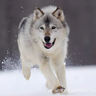 批发纯种大型防爆犬纯种狗狗护卫犬工作犬宠物狗狗幼犬活体幼崽