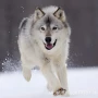 幼犬大型活体纯种工作犬