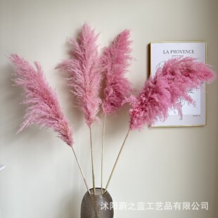 Pink Big Reed Pop Reed Net Red Card Dried Flower bouquet rod Color Net Red Decoration Wedding Flower Photography Cross-border