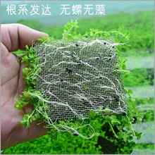 前景爬地矮珍珠趴地迷你鱼缸造景真水草懒人速成阴性淡水新款水草
