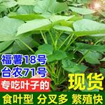 食用红薯叶苗专门吃叶子的红薯种子台湾地瓜叶食叶型番薯叶苗薯苕