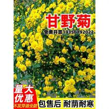 ҰջNӸҰջݲҰɽջNݶļN׻ֲ