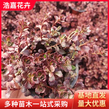 �t����С������ ���߾��� �t������������Nֲ�ݻ��t���컨��С��