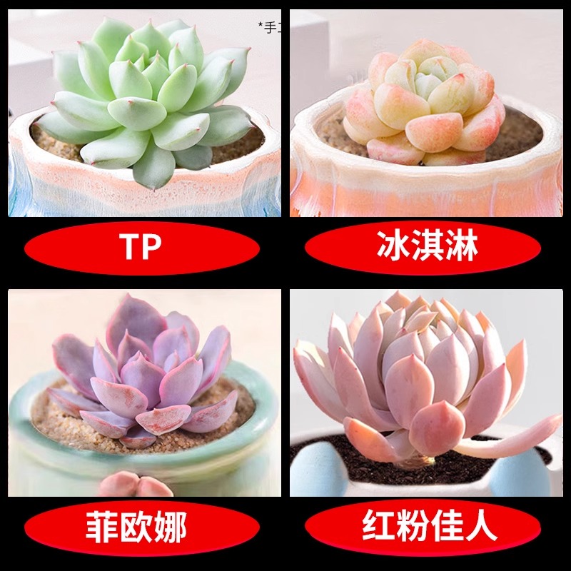 TP+아이스크림+피오나+핑크레이디