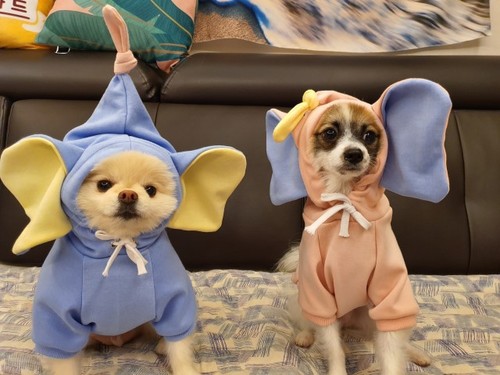 Turn chicks into dogs, cats, small and medium-sized dogs, autumn and winter fleece pet clothes and accessories, including Teddy, French Bulldog, and Bichon Frise.