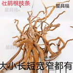 杜鹃根枝条水 沉木须根细枝南美缸树枝微景观造景藤条龙须根