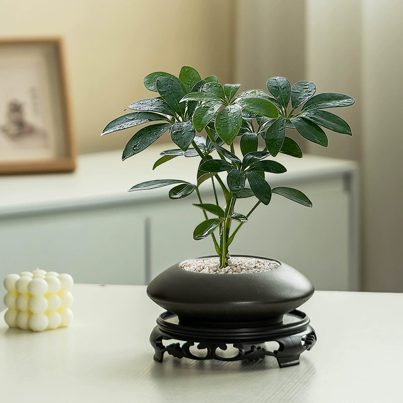 Китайская утиная нога цветочный горшок керамический большой калибр