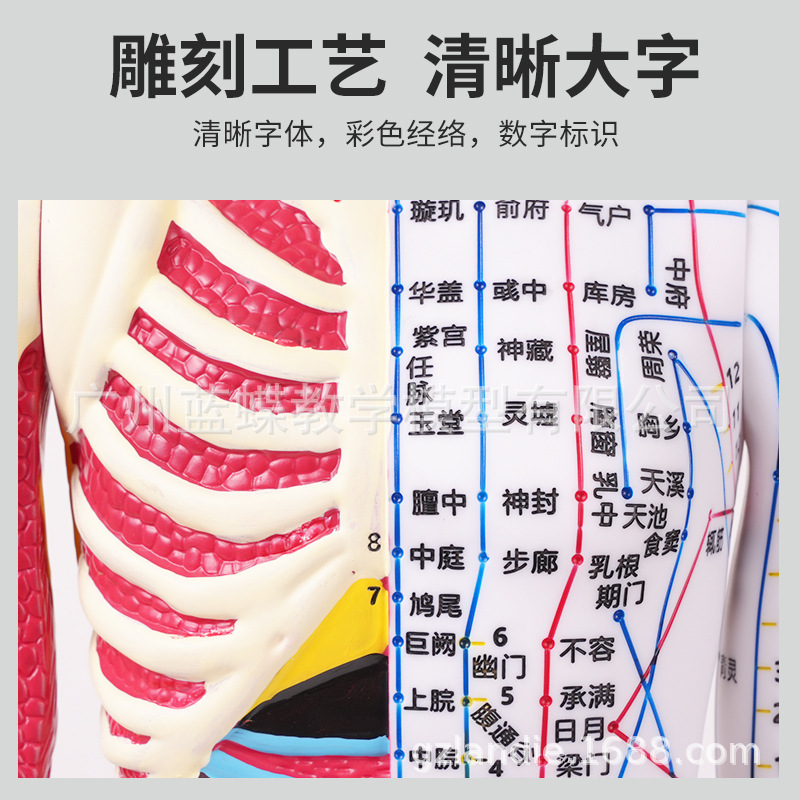 ���ֳ�����������Ѩλģ����İ�Ħ��ѧģ��60CM��Ƥ�뼡����ģ��