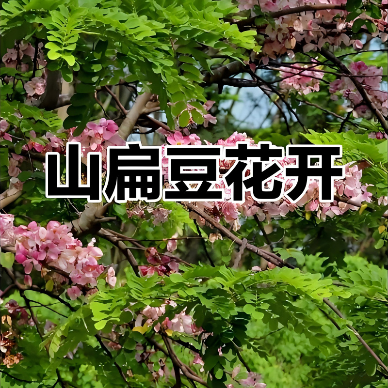 粉花山扁豆种子 红花腊肠树 黄花花旗木树种子 泰国樱花树种子