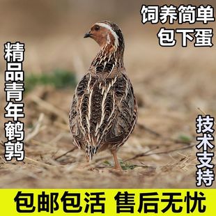�g�����������µ������g���B�Sɳ�S��ͥ�̨С��������g��������