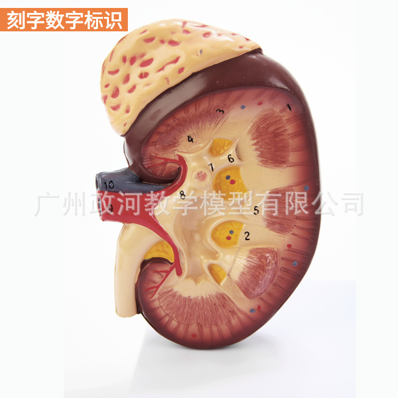 肾小球模型泌尿系统解剖结构人体肾模型肾脏模型肾与肾部内脏模型-阿里巴巴
