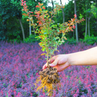 Red Leaf Berberis Seedlings for Villa Courtyard and Sidewalk, Cold-Resistant Colorful Green Fence Color Block, Purple Leaf Berberis Balls, Red Leaf Wave Seedlings