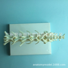 狗骨骼模型 狗骨骼模型品牌 图片 价格 狗骨骼模型批发 阿里巴巴
