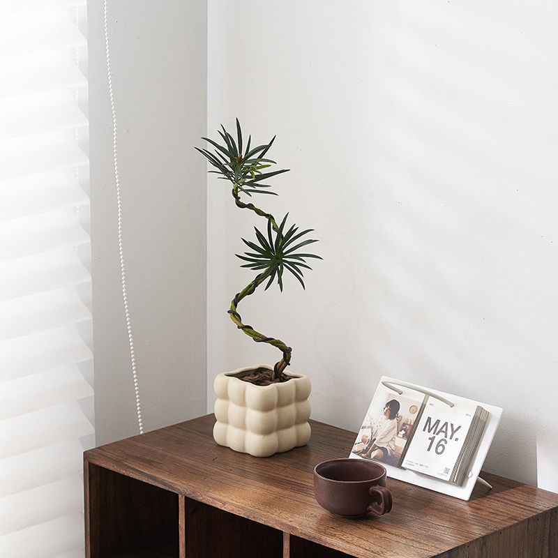 Plántulas de pino Podocarpus de estilo nórdico, forma de pino de bienvenida, planta verde de escritorio, sala de estar interior, planta de paisajismo, planta en maceta que absorbe formaldehído image 12