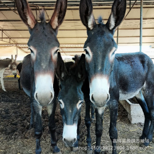 ���ɹ�200������Сë�H�ăr�� ���ɹŞ��^�Hһ�^ ���H�r��