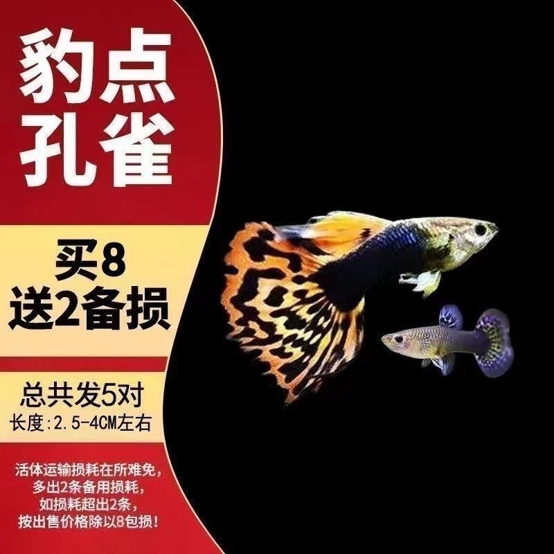 【5 pairs of pregnant mothers with the best explosive points】Total 10 items