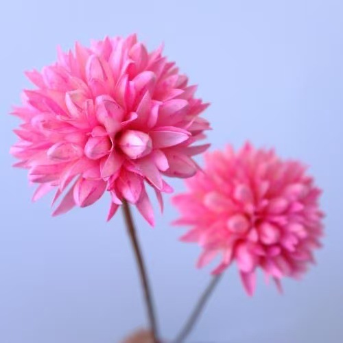 Flores Secas de Magnolia de Yunnan, Ramo de Magnolia de Mil Lengua, Flores Secas Combinadas, Decoración Suave para el Hogar, Fabricante de Ramos, Venta al por Mayor