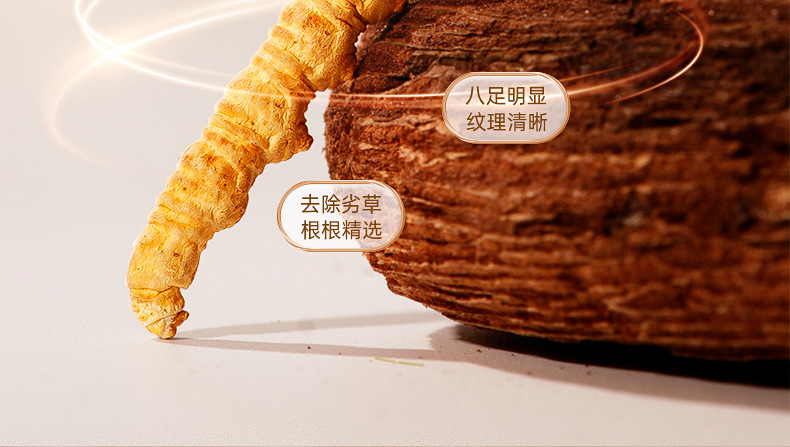 Cordyceps Sinensis Dong Chong Xia Cao Whole Dried Caterpillar Fungus Gift Box 60 Pieces Culinary Herbal Tonic quality and texture