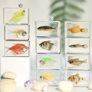 Tropical Fish Hermit Crab Specimen Transparent Resin Crafts Kindergarten Popular Science Toys Scenic Souvenirs Gifts