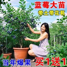 W᠖Nֲ{ݮϷ÷{ش̖{ݮ