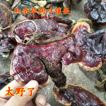 Ұ`֥125g`֥֦ԭʼɽԲҰa