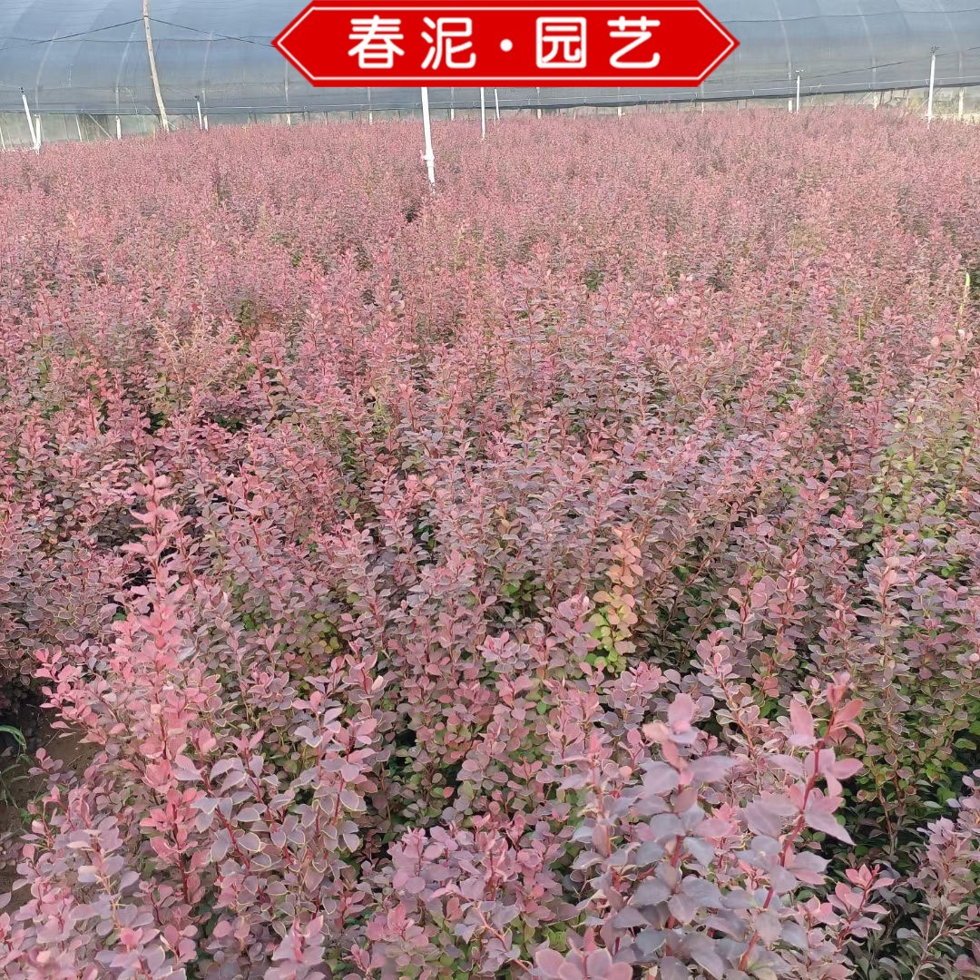 绿化工程苗花坛灌木篱笆树苗红叶小檗苗红叶小波紫叶小檗杯苗