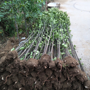 Large-Leaf Boxwood Seedlings, Holly Seedlings, Hedge Fence Saplings, Four-Season Evergreen and Cold-Resistant Garden Saplings