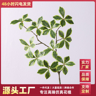 �羳����Gֲ�d���~ �Ҿ��b��~�쾰�Ĕz�˹�ֲ���Ĕz��[��