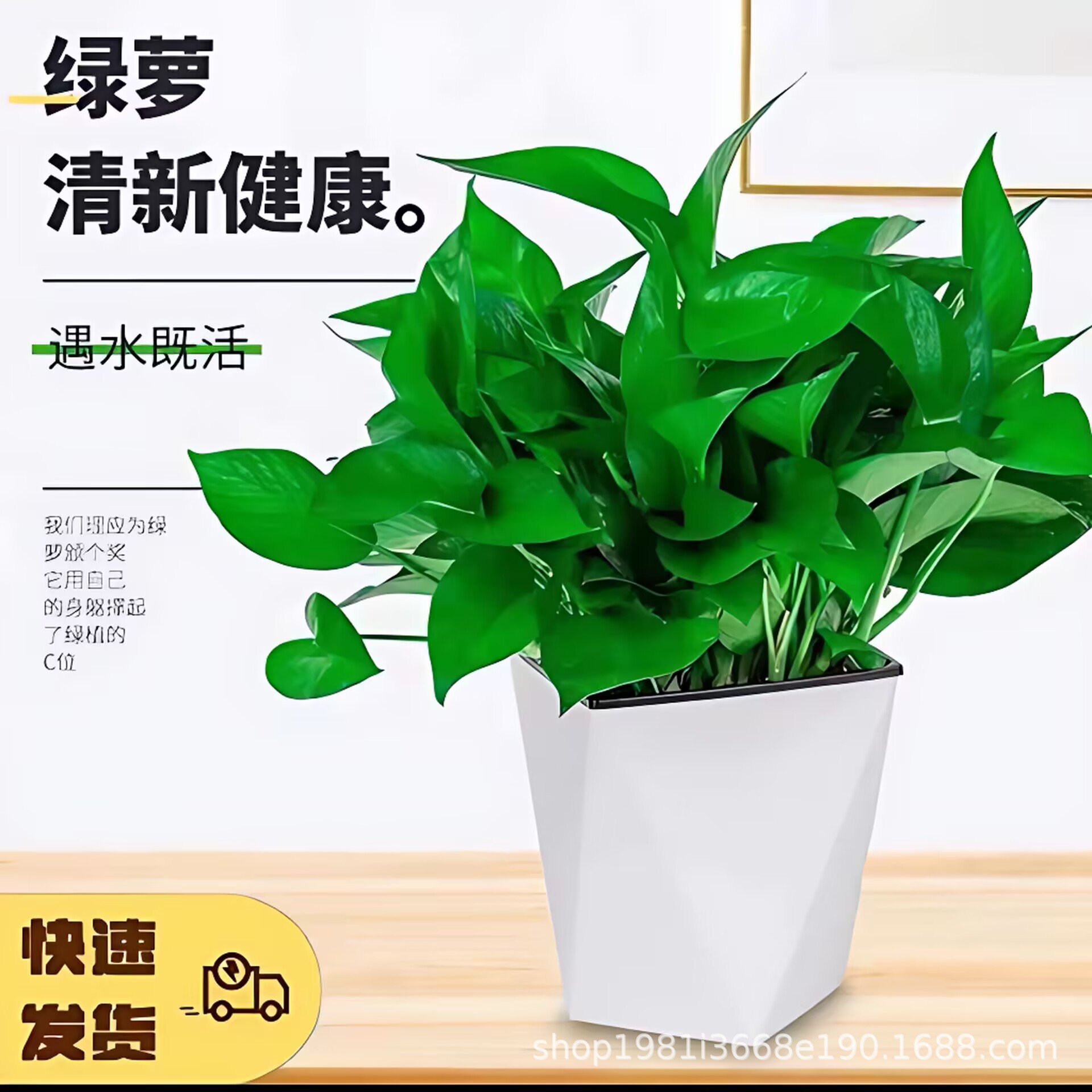 花卉绿萝盆栽室内好养除甲醛桌面小绿植办公室水培多肉植物发