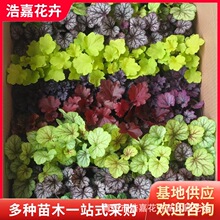 ��ɫ�\��Ѩ�P�绨��ֲ������ ���ݻ��ؾG����ľ �\��С��Ѩ����