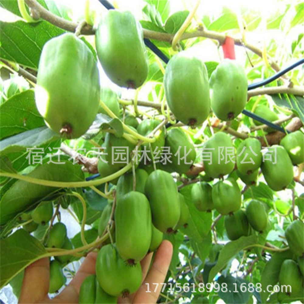 红色九月软枣猕猴桃树弥猕猴桃苗嫁接南北方种植龙城二号当年结果