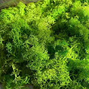 Diy moss micro landscape kit | 1688 wholesale sourcing