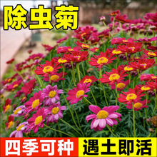 ���x�ջ��N��������ļ�ֲ�ﻨ�N��ʳ���_���Nֲ�����˲��N����